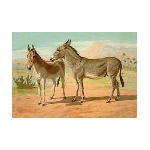  Abyssinian Male and Indian Onager Female 20x30 poster 