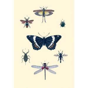 Insect Study #1 28x42 Giclee on Canvas