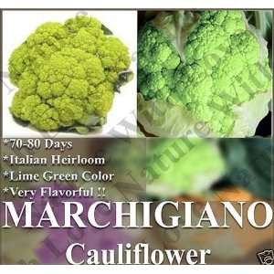  20 MARCHIGIANO GREEN ~ ITALIAN HEIRLOOM Cauliflower seeds 
