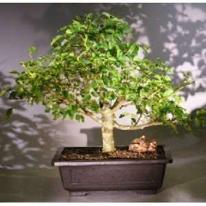   Bonsai Tree ligustrum lucidum  Grocery & Gourmet Food