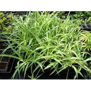  4 Inch Spider Plant Chlorophytum comosum Variegated Live 