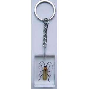    R And H   Insect Keychain   Long Horned Beetle 