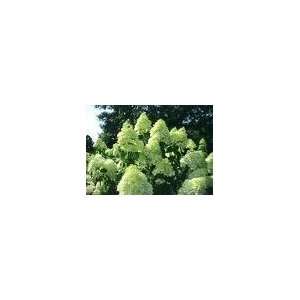  Limelight Panicle Hydrangea Shrubs (3 to 4 Year Plants) 20 