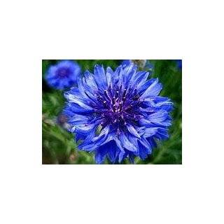 1000 TALL BLUE BACHELORS BUTTON /CORNFLOWER Centaurea Cyanus Flower 