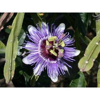  Lady Margaret Passion Flower Plant   Passiflora   4 Pot 