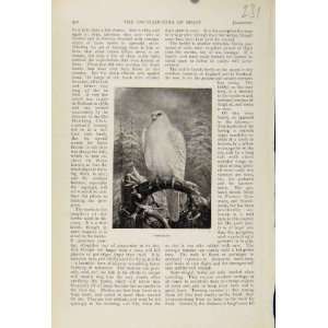  Gerfalcon The Encyclopedia Of Sport Birds Fine Art 1898 