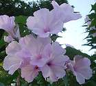   TREE   BULK Seeds ~BEAUTIFUL BLOOMS ALL DAY LONG~ 100+ BULK SEEDS