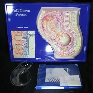  Full Term Fetus Activity Model