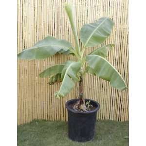  Musa Dwarf Brazilian Banana Plant for container growing 