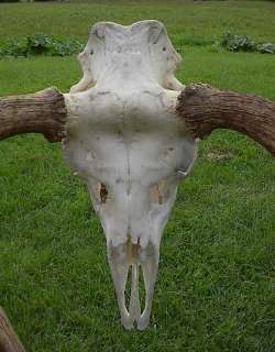   Moose 15 Point Shed Taxidermy Horns 39x32 Antlers With FULL SKULL