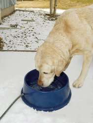 Heated Large 96oz Dog Cat Pet Water Thermo Bowl Dish  