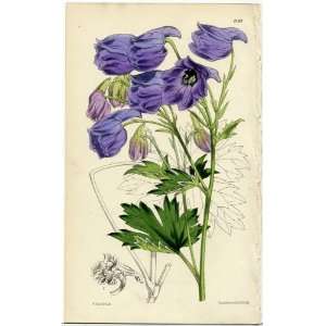  Antique 1875 Curtis Botanical Print   Delphinium 