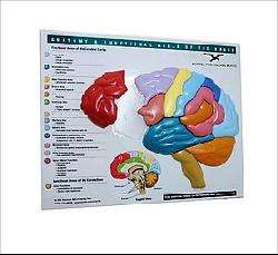 Brain Model & Puzzle (Board Game)  Overstock