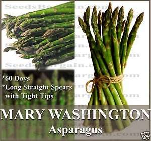 Asparagus seeds   STRAIGHT SPEARS ~~MARY WASHINGTON~ A+  