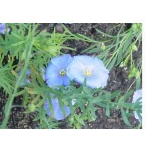  Blue Flax Seeds   2,300 Seeds in Each Packet Patio, Lawn 