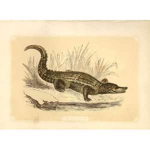    The Alligator 1860 Coloured Engraving Sepia Style: Home & Kitchen