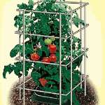 Tomato Cages  Buy Cheap Tomato Cages for Sale   Tomato 