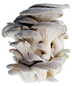 Hardwood Mushroom Bulk Substrate For Wood Loving Fungi  
