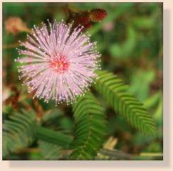 Amazing Mimosa Pudica Seeds   Grow Your Very Own Amazing ‘MOVING 
