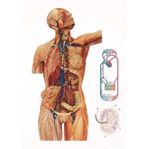  3B Scientific V2054M The Lymphatic System Anatomical Chart 