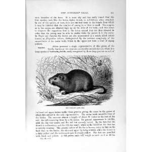  NATURAL HISTORY 1894 95 CANE RAT OCTODONT TRIBE PRINT 