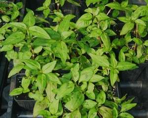 Vietnamese Coriander herb plant (rau ram)  Great cilantro flavor takes 
