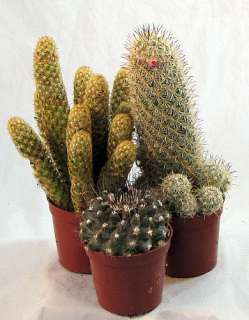 Exotic Cactus Collection   3 Different Plants 2.5 pots  