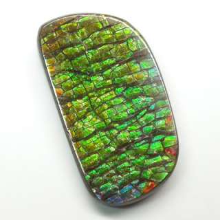 ammolite is the fossilized shell of many many million of year of 