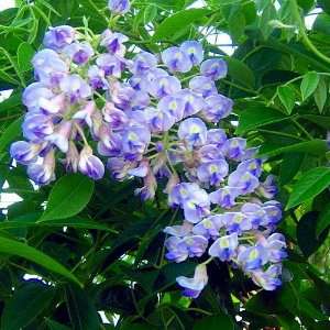  Blue Moon Wisteria Plant   Potted   Huge Fragrant Blooms 