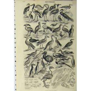  Ornithology Birds C1890 Nature Pelican Antique Print