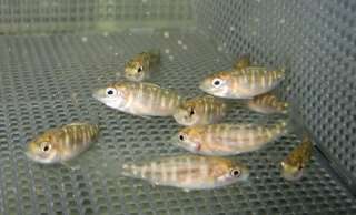the most beautiful and attractive malawi cichlids in the lake