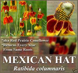 MEXICAN HAT CONEFLOWER BULK 1,500 13,000 Flower Seeds  