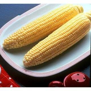  Bodacious Sweet Corn   300 Seeds   VALUE PACK Patio 