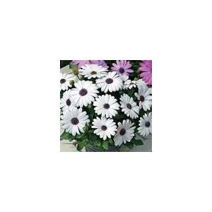  Osteospermum Asti™ White Seeds Patio, Lawn & Garden