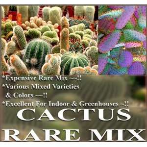  20 CACTUS MIX Seeds Parodia Melocactus C. Giganteus & RARE 