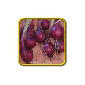  1 Lb   Onion Seeds   Ruby Red Bulk Vegetable Seeds 