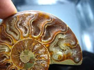 Pair*beautiful*Ammonites Fossil Mineral Stone Rock  