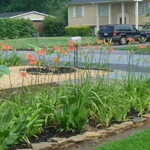   Daylily   Hemerocallis fulva 2+ lbs clumps Patio, Lawn & Garden