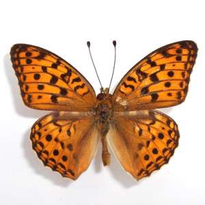 10 unmounted butterfly argynnis coreana #12  
