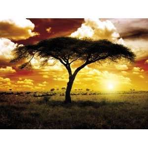 Afrika   Sonnenuntergang In Der Savanne, Baum Poster Kunstdruck (80 x 
