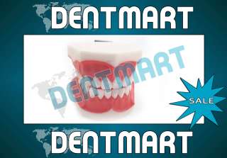 Teeth with Toothbrush Large Dental Teaching model DENTMART  