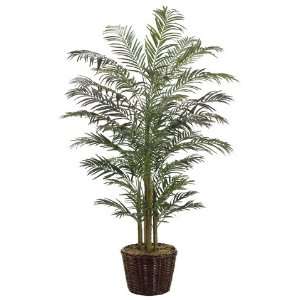  8 Areca Palm in Willow Planter Green