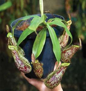 SEMI CARNIVORA Nepenthes (Nepenthes N.kuchingensi )  