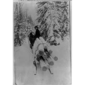   hauling spruce logs on horse drawn sled, Finland 1926