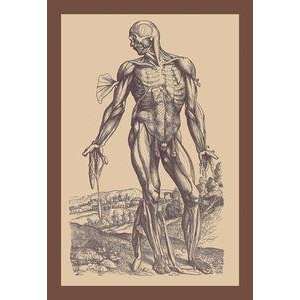  Vintage Art Fourth Plate of the Muscles   11874 1
