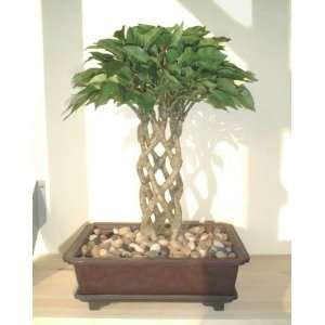  15 Ficus Bonsai, Artificial Tree