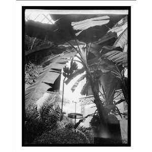 Historic Print (L) Banana tree, Pan Am. Union, [Washington, D.C.]