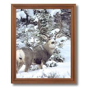 Framed Oak Deer Buck Big Antler Rack In Snow Animal Wildlife Picture 