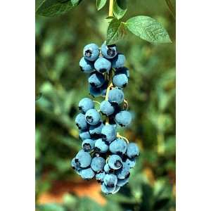  Bluejay Blueberry Plant   Edible Landscape Plant: Patio 