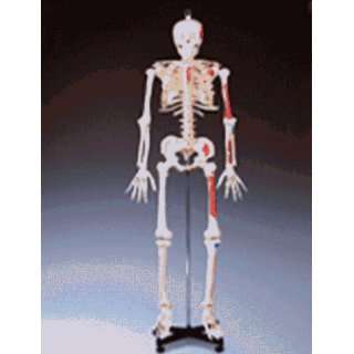 Painted Budget Bucky Skeleton:  Industrial & Scientific